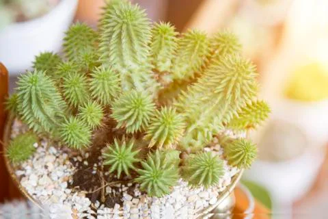 Cactus in pots with artificial light Stock Photos
