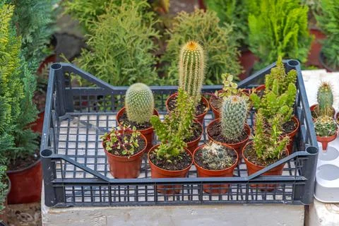 Cactus Pots Crate Stock Photos