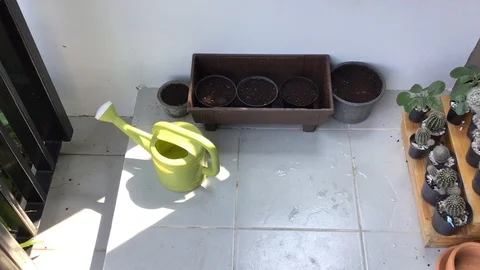 Cactus pots Stockbeeldmateriaal 119348660