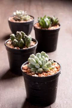 Cactus in pots Stock Photos