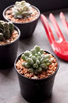 Cactus in pots Stock Photos
