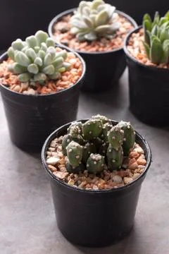 Cactus in pots Stock Photos