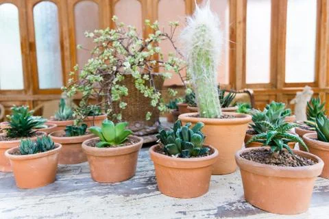 Cactus in pots Stock Photos