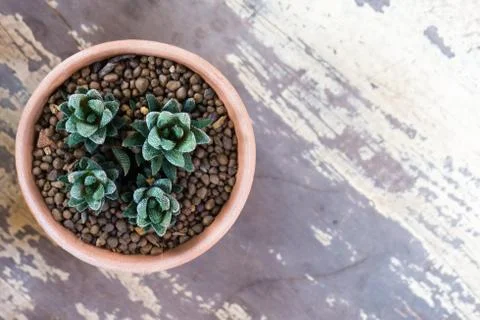 Cactus in pots Stock Photos