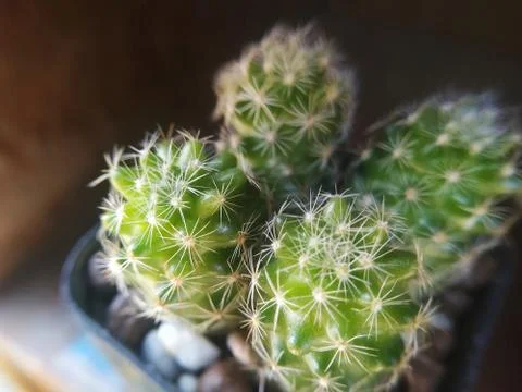 Cactus in pots Stock Photos