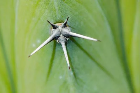 Cactus Prickle Close Up Stock Photos