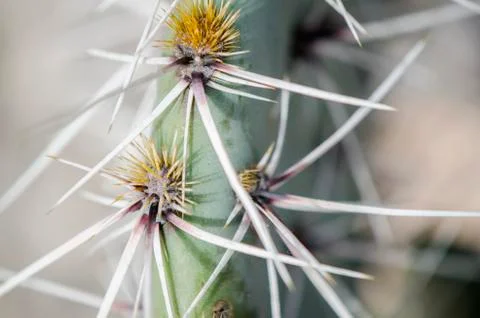Cactus Prickles Close Up Stock Photos