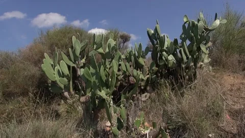 Cactus prickly pear big plants life countryside nature sky clouds sunlight noon Stock Footage 333581009