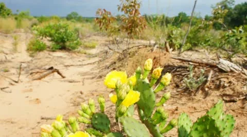 Cactus Prickly Pear Stock Footage