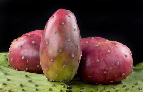 Cactus Prickly Pears. Foto stock