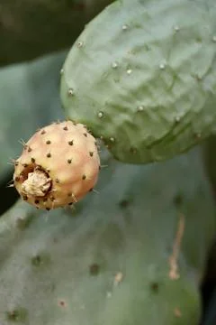 Cactus prickly pears Stock Photos
