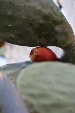 Cactus prickly pears Stock Photos