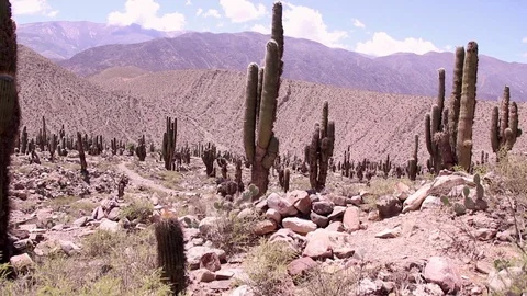 Cactus of Pulcarà Stock Footage 85962830