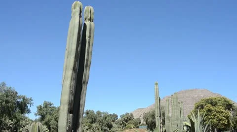 Cactus Pyramid of the sun Stock Footage 10734521
