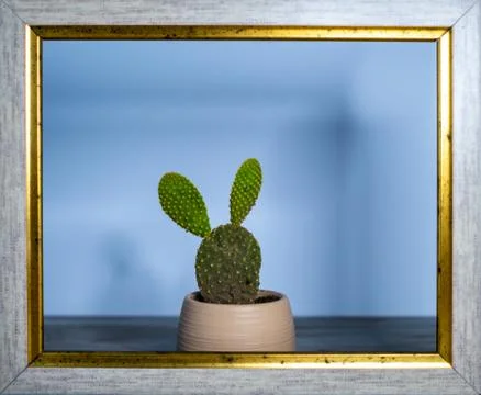 Cactus like rabbit in the frame Stock Photos