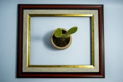 Cactus like rabbit in the frame Stock Photos