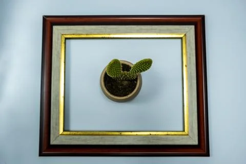 Cactus like rabbit in the frame Stock Photos