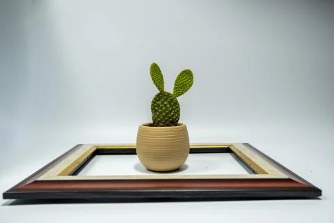 Cactus like rabbit in the frame Stock Photos