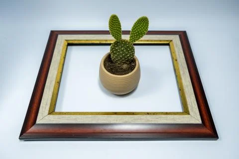 Cactus like rabbit in the frame Stock Photos