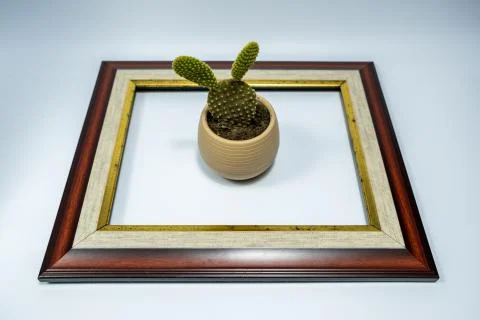 Cactus like rabbit in the frame Stock Photos