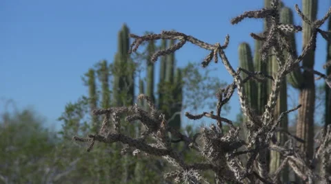 Cactus rack focus Stock Footage 65428770