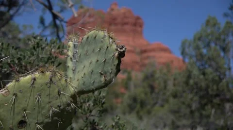 Cactus rack focus on red rocks Stock Footage 46559848