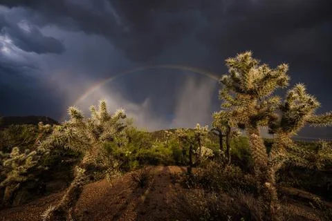 Cactus Rainbow Stock Photos