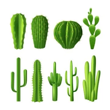 Cactus Realistic Set Stock Illustration