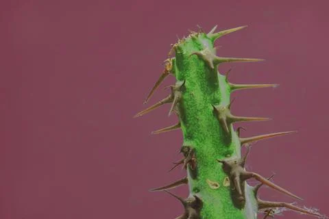 Cactus red background Stock Photos
