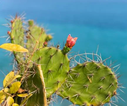 Cactus with red flower Stock Photos