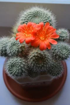 Cactus with red flower Stock Photos