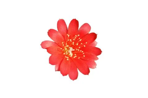 Cactus with red flower Stock Photos