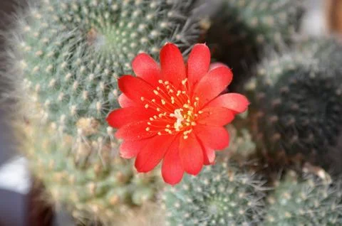 Cactus with red flower Stock Photos