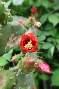 Cactus red flower Stock Photos