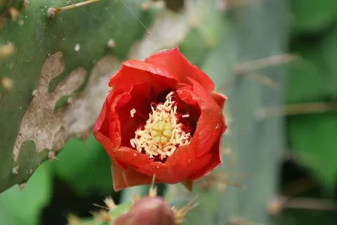 Cactus red flower Stock Photos