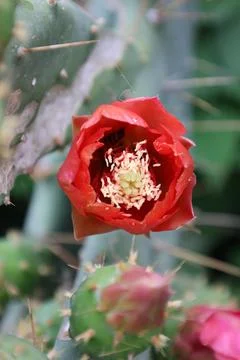 Cactus red flower Stock Photos