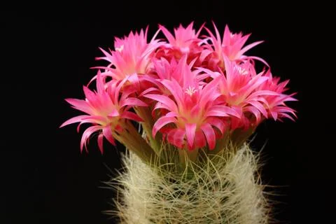 Cactus with red flowers Stock Photos