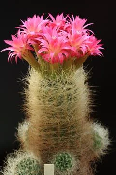 Cactus with red flowers Stock Photos