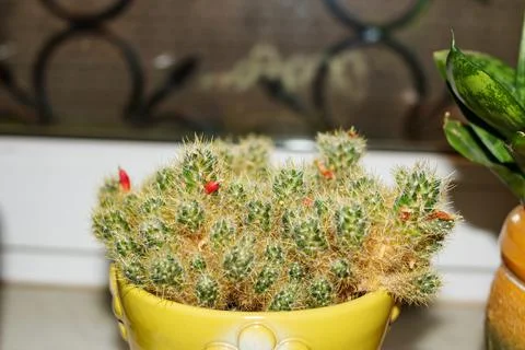 Cactus with red fruits in a pot Stock Photos