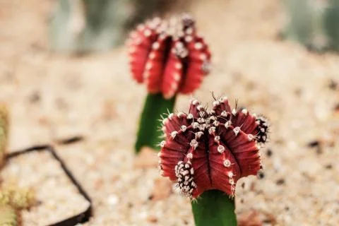 Cactus of red on ground. Stock Photos
