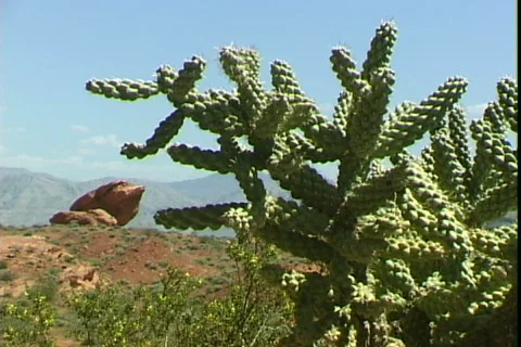 Cactus &amp; Red Rock Stock Footage 816698