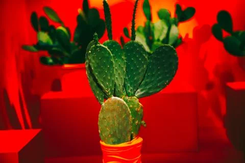 Cactus in red room Stock Photos