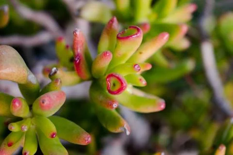 Cactus with red tips. Stock Photos