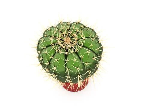Cactus rendered isolated on white background Stock Illustration