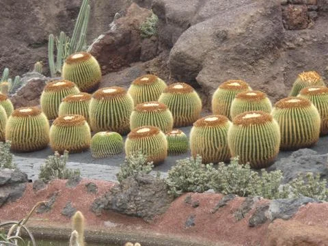 Cactus reunion Stock Photos