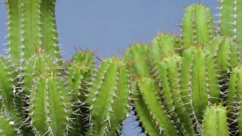 Cactus reveals intricate patterns and delicate spines Stock Footage 262350736