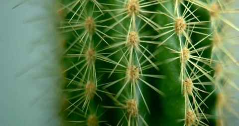 Cactus revolving in Macro Stock Footage 103113021
