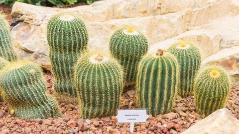 Cactus on rock background Stock Photos