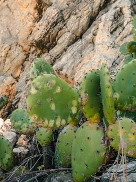 Cactus on the rock Stock Photos