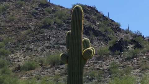 A cactus in a rocky area Stock Footage 155591864